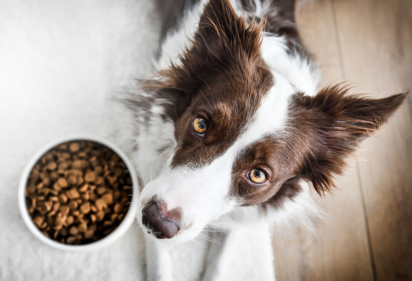 dog looking up with bowl of food